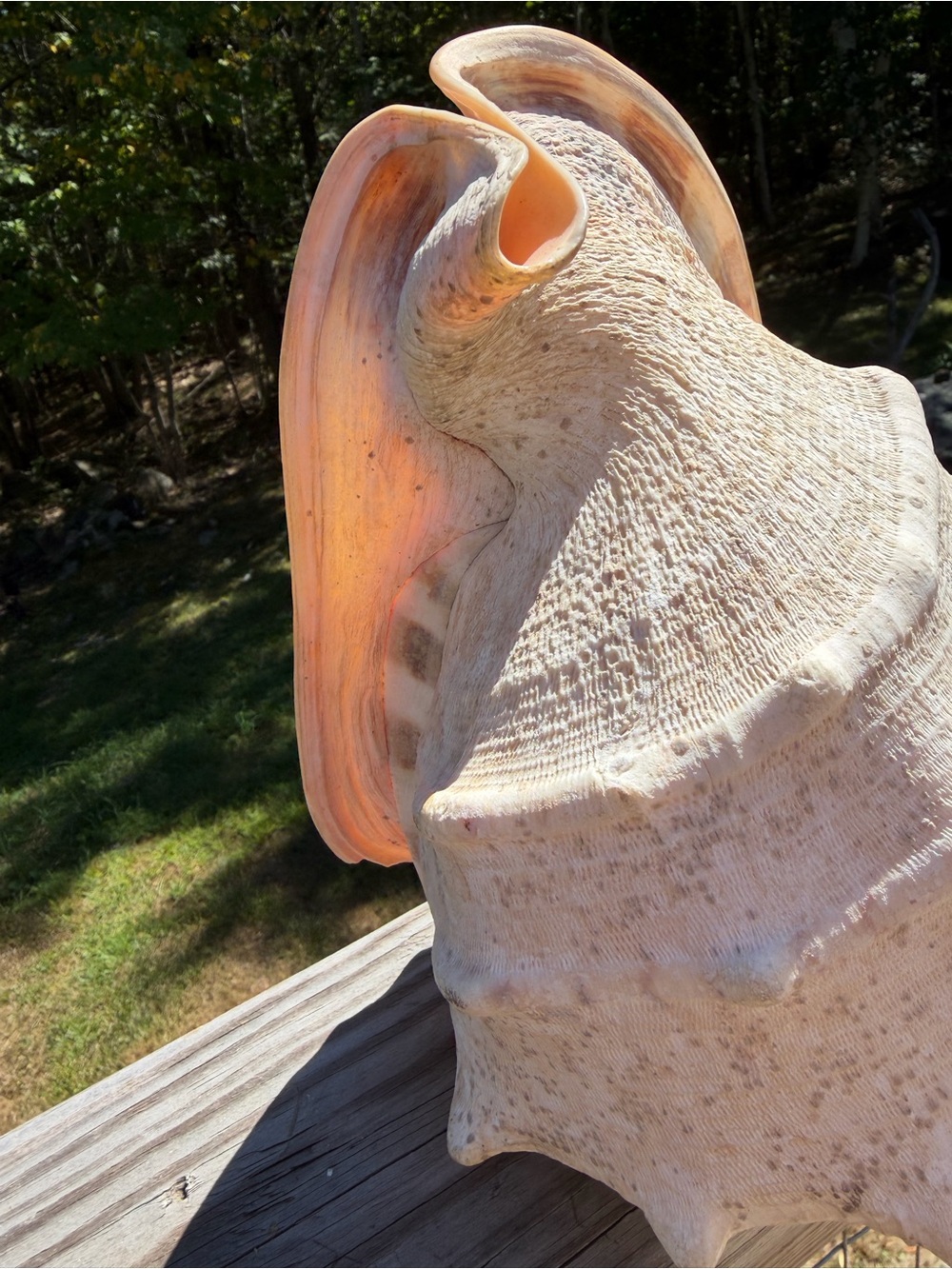 10+” Large | Cassis tuberosa | King Helmet - Picture 9 of 16